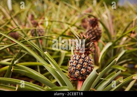 Vert Tropical arbre touffu avec le mûrissement de l'ananas à plantation d'El Hierro island Banque D'Images