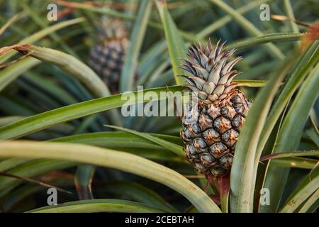 Vert Tropical arbre touffu avec le mûrissement de l'ananas à plantation d'El Hierro island Banque D'Images