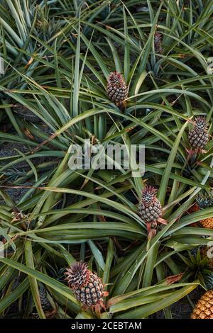 Vert Tropical arbre touffu avec le mûrissement de l'ananas à plantation d'El Hierro island Banque D'Images