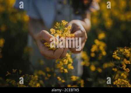 Récolte de femme avec des fleurs dans le champ Banque D'Images