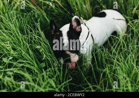Chien avec le plomb marchant dans l'herbe Banque D'Images