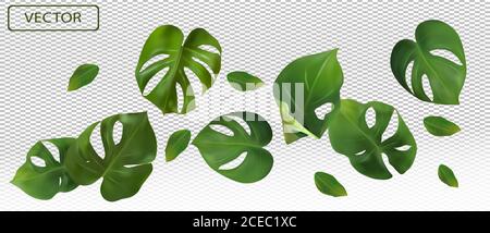 Le vert tropical laisse monstera sur un fond transparent. Bannière pour parfums, produits cosmétiques, médicaments. feuille de monstère réaliste 3d. Illustration vectorielle. Illustration de Vecteur