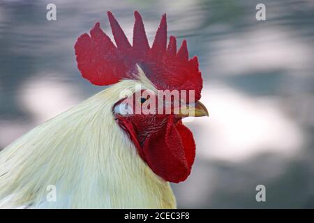 Gros plan sur un magnifique coq blanc Banque D'Images