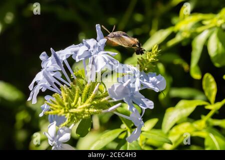 Un papillon des colibris (Macroglossum stellatarum) Boire le nectar d'une fleur bleue de Plumbagos Banque D'Images