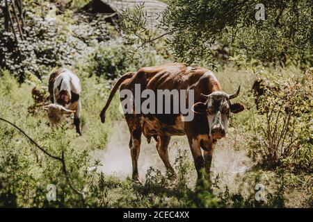 Une vache maigre brune à cornes avec une corne cassée debout dans la poussière tourbillonnante sous les arbres, regardant la caméra pendant la journée ensoleillée d'été Banque D'Images