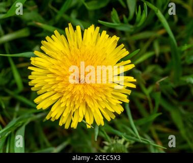 fleurs de pissenlit dans une ambiance herbacée vue d'en haut Banque D'Images