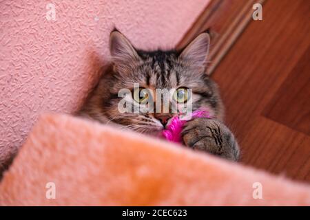 Le chat rayé joue avec des plumes roses à l'intérieur Banque D'Images