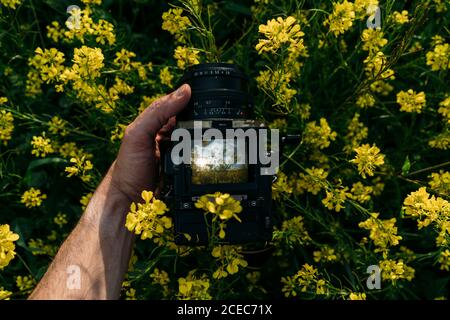 Bras d'homme avec tatouage prenant la photo des fleurs jaunes dedans nature avec beau paysage Banque D'Images