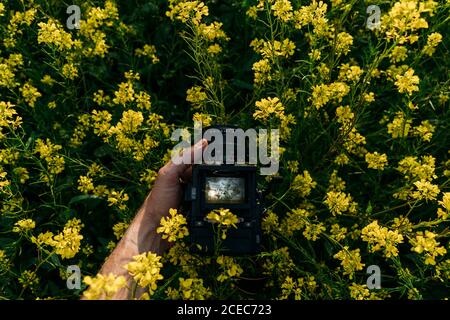 Bras d'homme avec tatouage prenant la photo des fleurs jaunes dedans nature avec beau paysage Banque D'Images