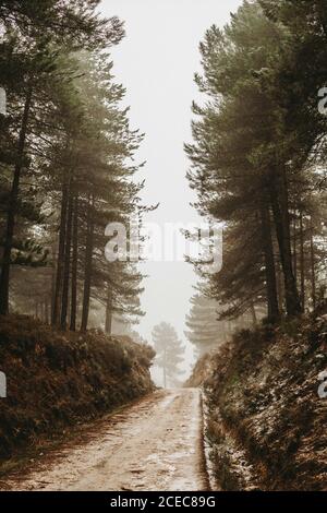 Route étroite sale traversant une magnifique forêt de conifères sur le brouillard jour Banque D'Images