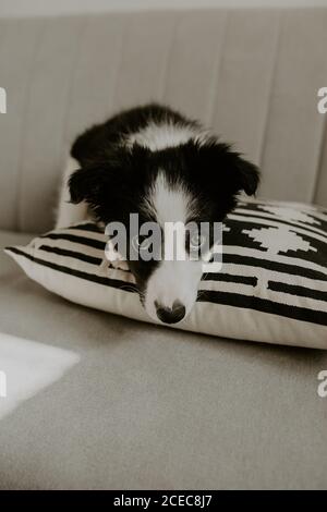 Mignon chiot assis sur un canapé Banque D'Images