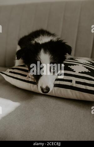 Mignon chiot assis sur un canapé Banque D'Images