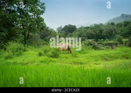 Une vache qui broutage dans un village pendant des moussons dans les ghats occidentaux, Mulshi, Pune Banque D'Images