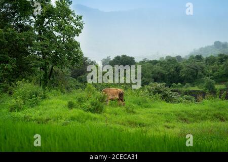 Une vache qui broutage dans un village pendant des moussons dans les ghats occidentaux, Mulshi, Pune Banque D'Images