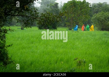 Agriculteurs dans les rizières avec des manteaux de pluie pendant la mousson dans le ghat occidental, Pune, Maharashtra Banque D'Images