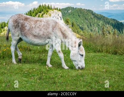 Âne sur herbe herbeuse ou pâturage. Âne dans les montagnes Piatra Mare (Big Rock) Banque D'Images