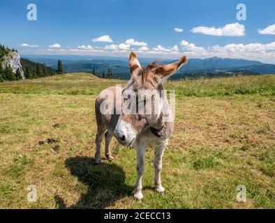 Détail portrait avec un joli âne dans les montagnes de Roumanie. Âne dans les montagnes Piatra Mare (Big Rock) Banque D'Images