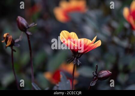 wink dahlia fond floral. Belles fleurs orange avec des feuilles sombres dans le jardin Banque D'Images