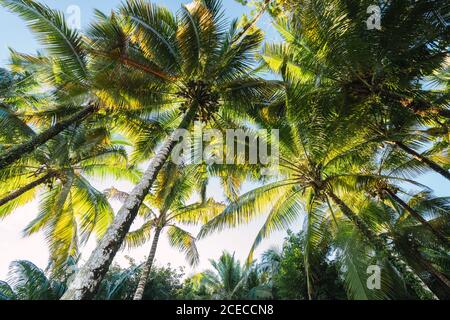 De dessous de la photo de palmiers verts contre le ciel bleu en plein soleil, Panama Banque D'Images