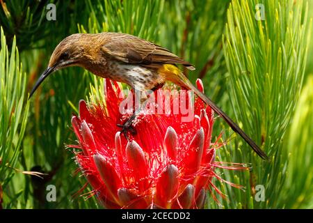 Un sugarbird femelle de Cape se nourrissant sur le nectar profondément à l'intérieur d'une tête de fleur de protea. Les mâles de cette espèce ont de très longues queues. Banque D'Images