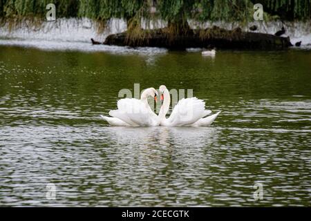 Helston, Cornwall, Royaume-Uni. 1er septembre 2020. À quelques pas du centre de Helston se trouve le grand parc Coronation Park avec son immense lac de canotage, c'est la deuxième fois en une semaine que le canard de Muscovy a été attaqué la dernière fois, la police enquête sur des rapports selon lesquels des adolescents ont attaqué des canards dans un parc très fréquenté Credit: kathleen White/Alay Live News Banque D'Images