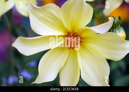 Belle fleur de Dahlia jaune Hammer isolé fleur gros plan. Banque D'Images