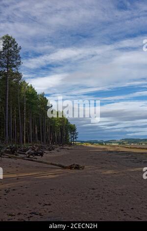 Plage de Tentsmuir à marée basse avec de longues ombres projetées sur la plage de sable par le soleil levant sur la forêt de conifères au bord de la plage. Banque D'Images