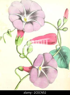 . La flore américaine : ou histoire des plantes et des fleurs sauvages : contenant leur description scientifique et générale, l'histoire naturelle, les propriétés chimiques et médicales, le mode de culture, la propagation, etc., conçu comme un livre de référence pour les botanistes, médecins, fleuristes, jardiniers, étudiants, etc. ous, sorbby, mince, tordu, strié, s'élevant de dix à tweh pieds de hauteur, et tmuig pour le soutien autour des plantes voisines;les feuilles sont diverses, généralement plus ou moins en forme de coeur, mais oftéuangulaire, ou oblong et pointue, lisse, d'une couleur vert vif, et se tiennent alternativement sur f long Banque D'Images