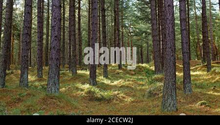 L'intérieur de la forêt de la réserve naturelle nationale de Tentsmuir près de Dundee, avec les troncs hauts droits des conifères atteignant dans le ciel dégagé de l'abov Banque D'Images