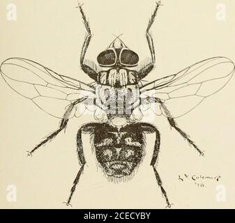 . Guide. Figure 5. LA PETITE MOUCHE DE MAISON (Homalomyia canicularis) les jambes et les palpi plus ou moins jaunâtre, alors que ceux de M. assimilisare entièrement noir. La larve; se nourrissent d'excréments et d'une variété de substances en décomposition, y compris les champignons et les légumes. Pollenia rudis est connu comme le cluster de la mouche de l'habitude que les adultes ont de se réunir dans les masses, en particulier sur les plafonds des chambres, quand ils sont à la recherche d'un endroit dans lequel hiberner.quand écrasé, ces mouches sont très graisseuses et ont une odeur qui a été décrite par certains comme comme le miel et par d'autres comme verydisagreable. Ils Banque D'Images