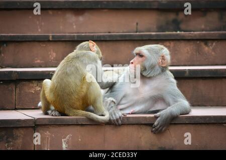 Des singes qui vérifient la présence de puces et de souris dans le parc Banque D'Images