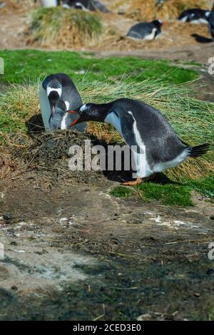 Manchot de Gentoo (Pygoscelis papouasie) apportant du matériel de nidification, grave Cove, West Falkland Island, Falkland Islands, territoire britannique d'outre-mer Banque D'Images