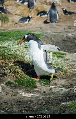 Manchot Gentoo (Pygoscelis papouasie) transportant du matériel de nidification, grave Cove, West Falkland Island, Falkland Islands, territoire britannique d'outre-mer Banque D'Images