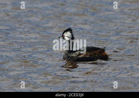 Grebe touffeté blanche (Rollandia rolland rolland), baignade, grave Cove, West Falkland Island, Falkland Islands, territoire britannique d'outre-mer Banque D'Images