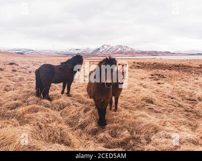 Trois adorables chevaux islandais debout sur de l'herbe sèche en arrière-plan des montagnes et de la mer Banque D'Images