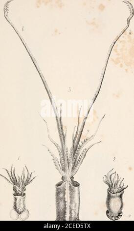 . Le Bridgewater tretises sur la puissance, la sagesse et la bonté de Dieu, comme le manifeste dans la création. Traité I-VIII ^ v Piatt VII Banque D'Images