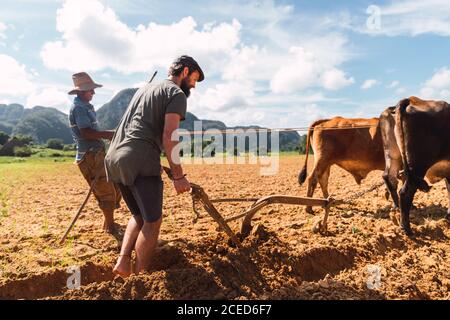 Les hommes cultivant le sol avec la charrue et l'oxen par temps ensoleillé Banque D'Images