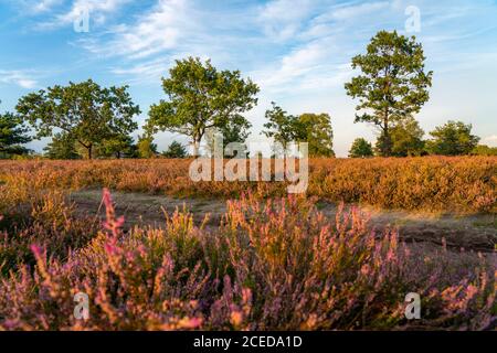 La santé de Pâques, la fleur de bruyère de balai de santé, dans la réserve naturelle de Lüneburg Heath, Basse-Saxe, Allemagne, Banque D'Images