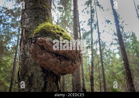 Énorme chaga de bouleau dans une forêt près de Moscou. Inonotus obliquus Banque D'Images