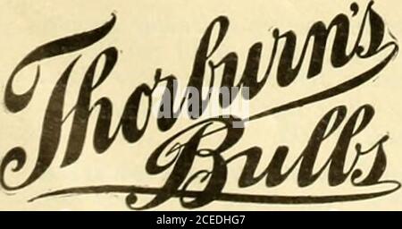 . L'échange des Floristes : un moyen hebdomadaire d'échange pour les fleuristes, les nourriciers, les planteurs et le commerce en général. L1L1UM HARRIS.)L1LIUM LONGIFLORUM et toutes les autres AMPOULES pour Florists. Envoyez vos exigences pour des prix spéciaux. CYCAS REVOLUTA TIGES lust est arrivé depuis le Japon. Tailles et prix sur demande. ASPERGE PLUMOSUS NANUS, 3.00 $ per1000 graines. Prix spéciaux sur iart,*- quantités. J. M. THORBURN ET C0. 36 Cortlandt Street, New York. Mentionnez l'échange Florists* lors de l'écriture. Nouvelle récolte de mon Noël fleur DOUX PEA GRAINE de Noël PinH et Florence Denzer, paare blanc, sera lu Banque D'Images
