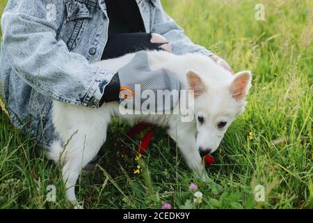 Gant de soins pour animaux. Femme peignant les poils de votre chiot avec un gant spécial de désossage dans le parc d'été. Personne se toilettant et se brosser un joli chiot blanc moelleux. Molti Banque D'Images