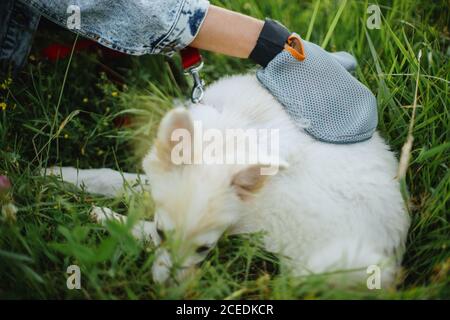 Gant de soins pour animaux. Femme peignant les poils de votre chiot avec un gant spécial de désossage dans le parc d'été. Personne se toilettant et se brosser un joli chiot blanc moelleux. Molti Banque D'Images