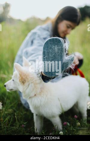 Gant de soins pour animaux. Femme peignant les poils de votre chiot avec un gant spécial de désossage dans le parc d'été. Personne se toilettant et se brosser un joli chiot blanc moelleux. Molti Banque D'Images