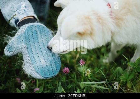 Gant de soins pour animaux. Femme peignant les poils de votre chiot avec un gant spécial de désossage dans le parc d'été. Personne se toilettant et se brosser un joli chiot blanc moelleux. Molti Banque D'Images