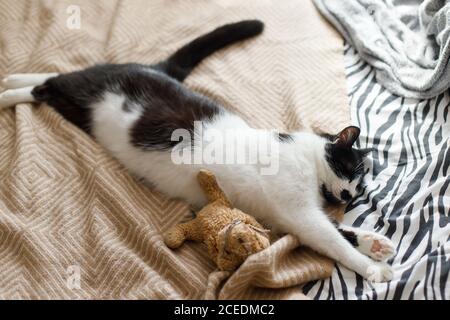 Chat mignon dormant sur le lit avec son jouet en peluche, vue de dessus. Adorable chaton noir et blanc relaxant et se napper dans la chambre. Un moment agréable Banque D'Images