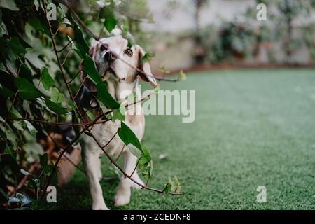 Curieux petit beagle debout près de brindilles de plantes sur la pelouse artificielle tout en passant du temps dans une cour Banque D'Images