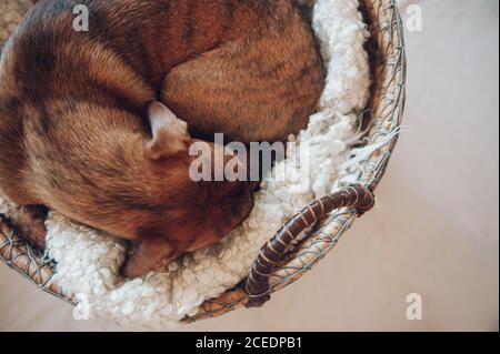 Adorable petit chiot brun dormant dans un panier en osier confortable arrière-plan blanc Banque D'Images