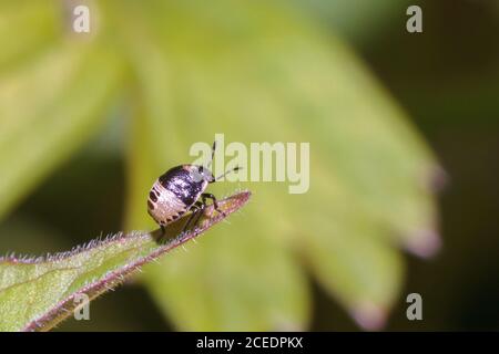Vert commun de l'blindbug nymph (Palomena prasina) Sussex Garden, Royaume-Uni Banque D'Images