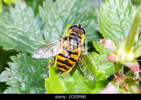 Myathropa florea aéroglisseur, Sussex Garden, Royaume-Uni Banque D'Images