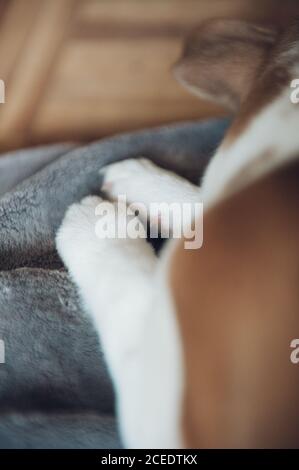 Gros plan des pattes de chien dormant marron mignon sur un écossais. Banque D'Images